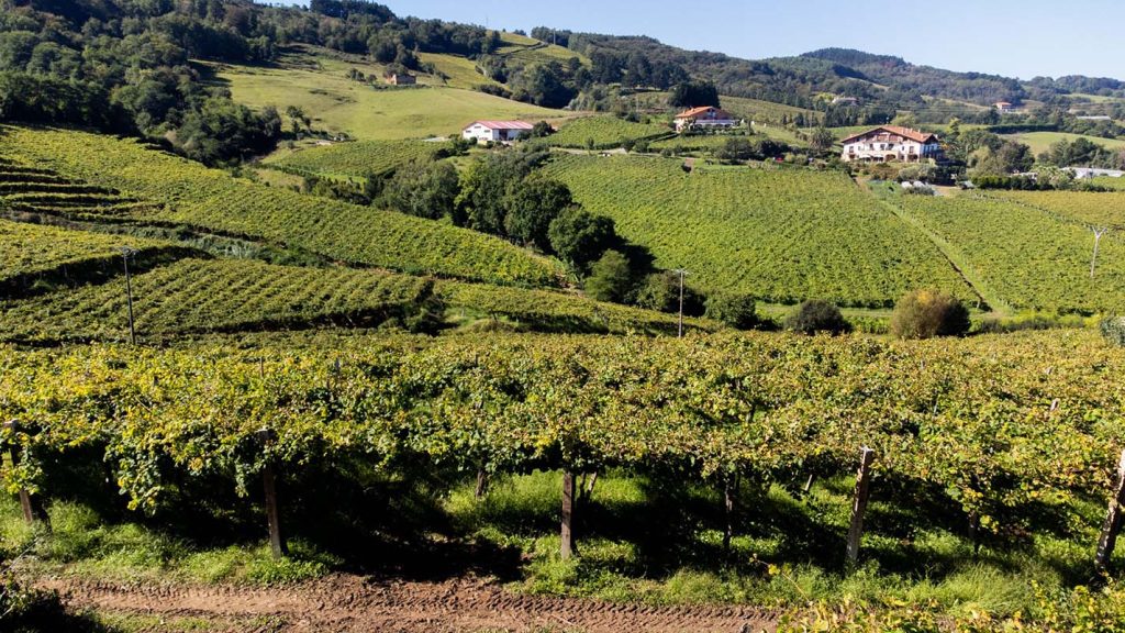 Viñedos de txakoli de Getaria