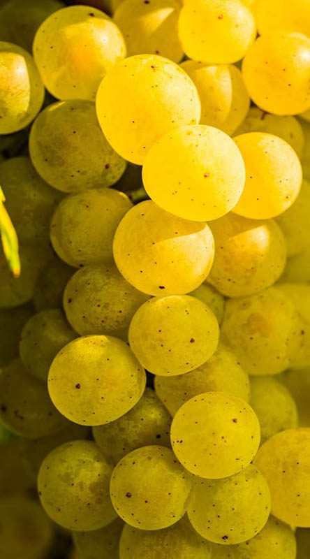 uva txakoli